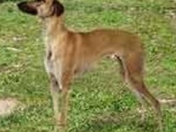 Banjara Greyhound